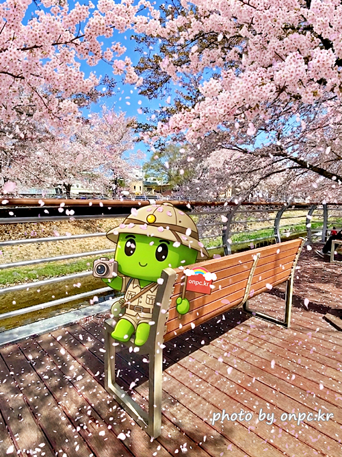 🌸 [울산 가볼만한곳] 분홍빛 설렘이 가득한 궁거랑 벚꽃길, 2026년 봄 산책 명소 실시간 후기