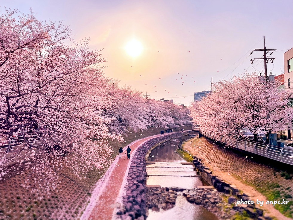 🌸 [울산 가볼만한곳] 분홍빛 설렘이 가득한 궁거랑 벚꽃길, 2026년 봄 산책 명소 실시간 후기