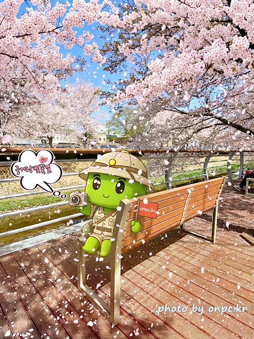 🌸 [울산 가볼만한곳] 분홍빛 설렘이 가득한 궁거랑 벚꽃길, 2026년 봄 산책 명소 실시간 후기