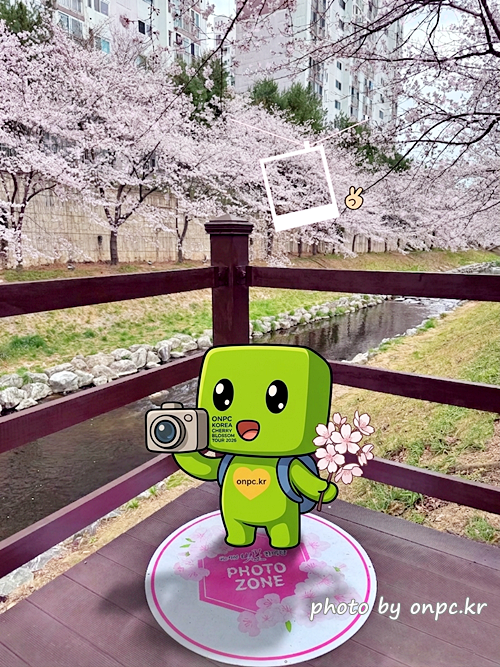 🌸 [울산 가볼만한곳] 분홍빛 설렘이 가득한 궁거랑 벚꽃길, 2026년 봄 산책 명소 실시간 후기