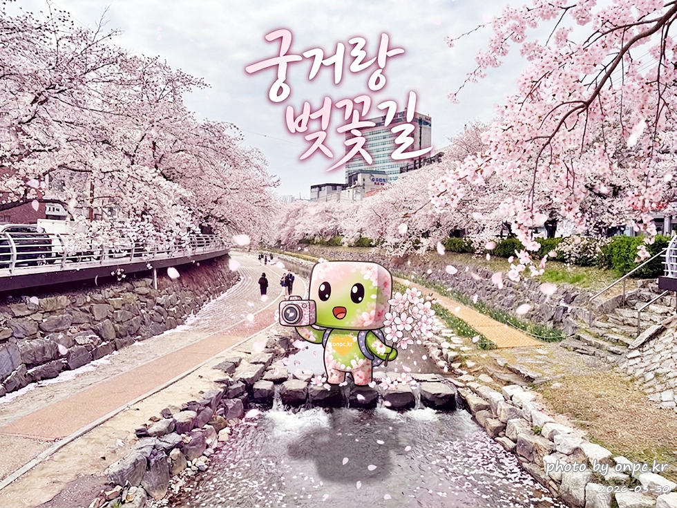 울산 궁거랑벚꽃길