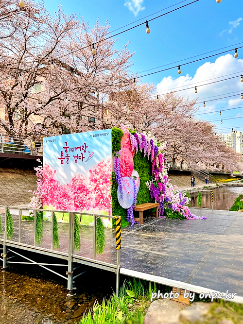 🌸 [울산 가볼만한곳] 분홍빛 설렘이 가득한 궁거랑 벚꽃길, 2026년 봄 산책 명소 실시간 후기