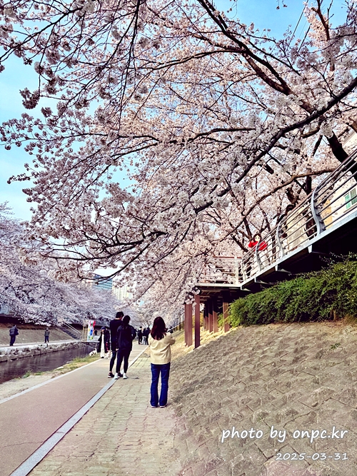 🌸 [울산 가볼만한곳] 분홍빛 설렘이 가득한 궁거랑 벚꽃길, 2026년 봄 산책 명소 실시간 후기