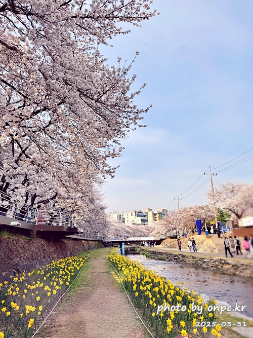 🌸 [울산 가볼만한곳] 분홍빛 설렘이 가득한 궁거랑 벚꽃길, 2026년 봄 산책 명소 실시간 후기