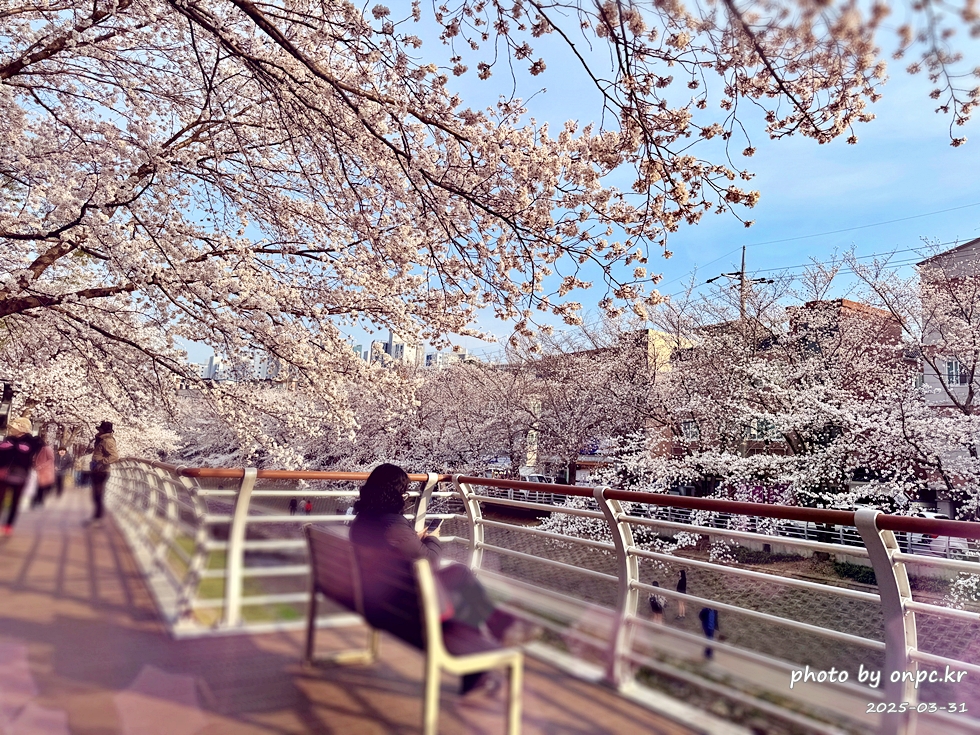 🌸 [울산 가볼만한곳] 분홍빛 설렘이 가득한 궁거랑 벚꽃길, 2026년 봄 산책 명소 실시간 후기