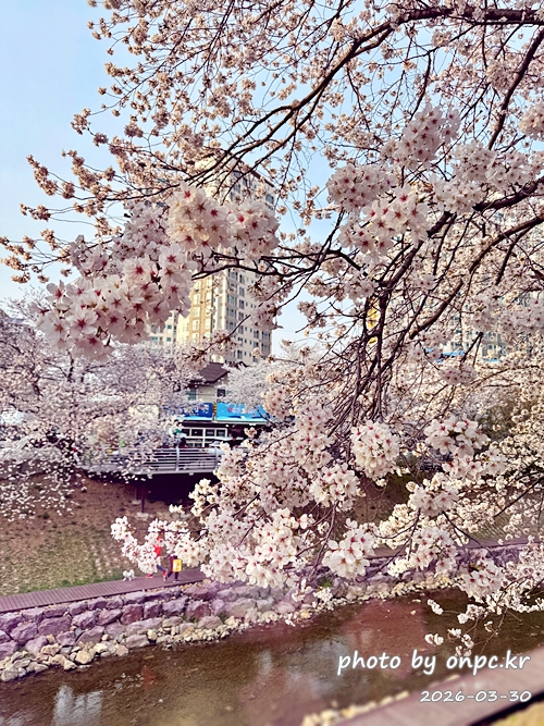 🌸 [울산 가볼만한곳] 분홍빛 설렘이 가득한 궁거랑 벚꽃길, 2026년 봄 산책 명소 실시간 후기