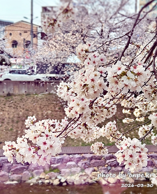 🌸 [울산 가볼만한곳] 분홍빛 설렘이 가득한 궁거랑 벚꽃길, 2026년 봄 산책 명소 실시간 후기