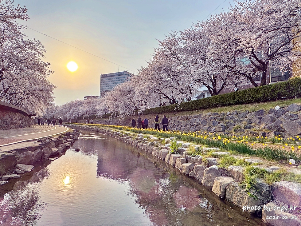 🌸 [울산 가볼만한곳] 분홍빛 설렘이 가득한 궁거랑 벚꽃길, 2026년 봄 산책 명소 실시간 후기