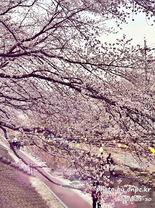 울산 궁거랑벚꽃길