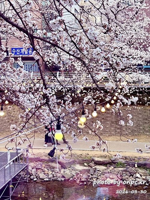 울산 궁거랑벚꽃길