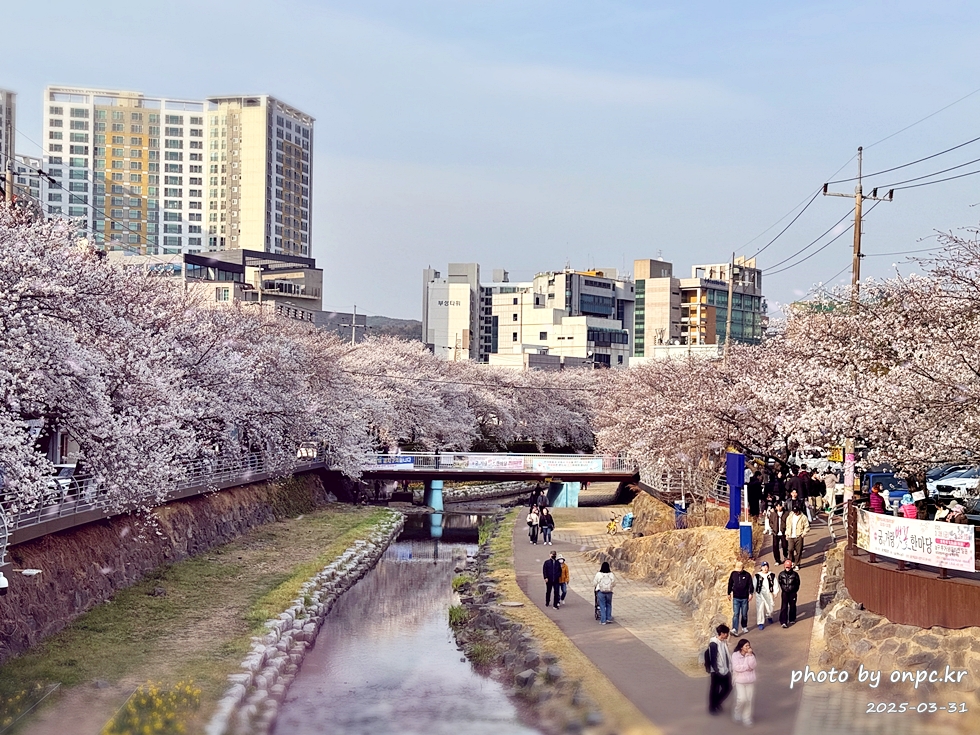 🌸 [울산 가볼만한곳] 분홍빛 설렘이 가득한 궁거랑 벚꽃길, 2026년 봄 산책 명소 실시간 후기
