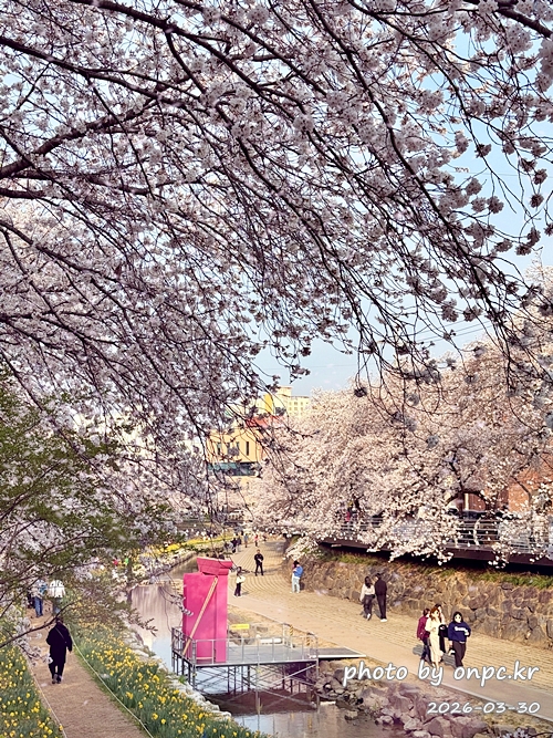 🌸 [울산 가볼만한곳] 분홍빛 설렘이 가득한 궁거랑 벚꽃길, 2026년 봄 산책 명소 실시간 후기