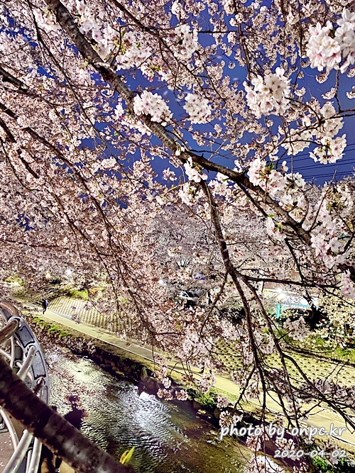 울산 궁거랑벚꽃길
