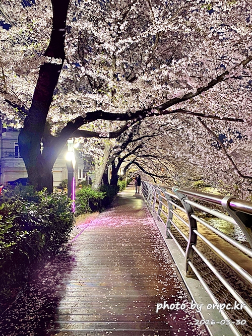 울산 궁거랑벚꽃길