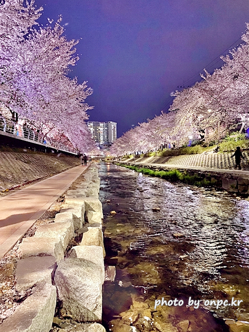 울산 궁거랑벚꽃길