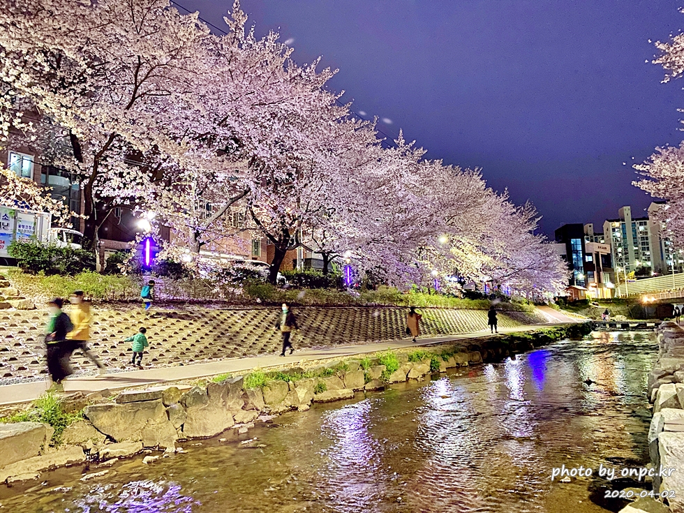 울산 궁거랑벚꽃길