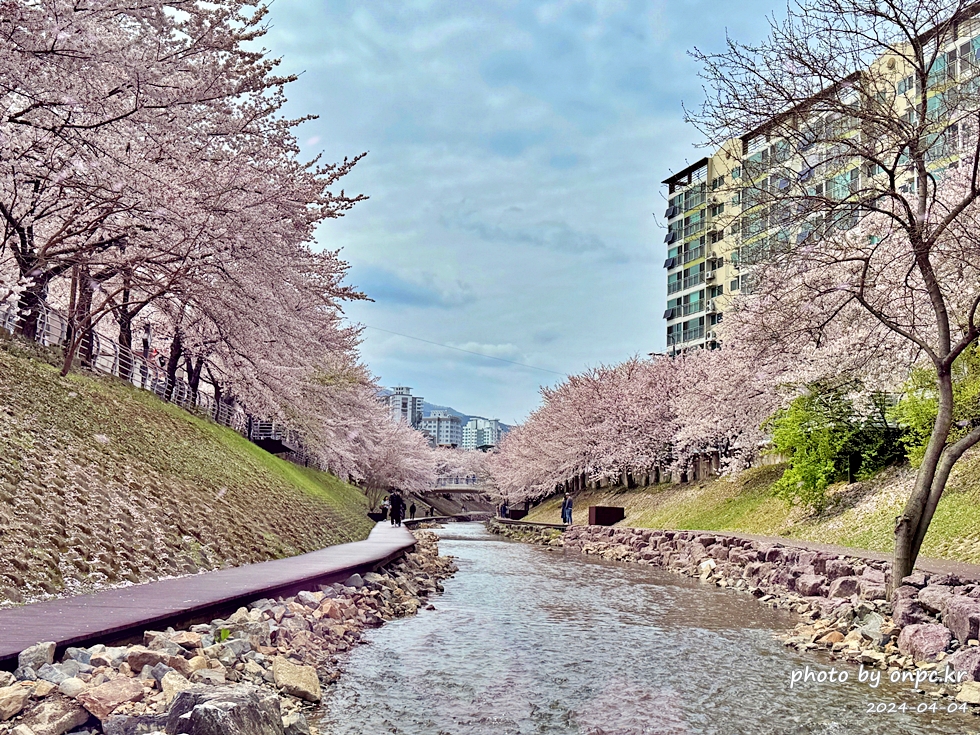 🌸 [울산 가볼만한곳] 분홍빛 설렘이 가득한 궁거랑 벚꽃길, 2026년 봄 산책 명소 실시간 후기