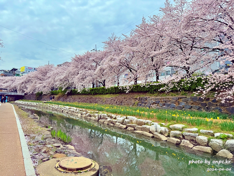 🌸 [울산 가볼만한곳] 분홍빛 설렘이 가득한 궁거랑 벚꽃길, 2026년 봄 산책 명소 실시간 후기