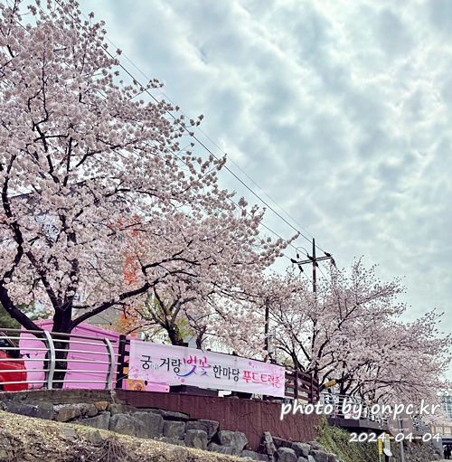 🌸 [울산 가볼만한곳] 분홍빛 설렘이 가득한 궁거랑 벚꽃길, 2026년 봄 산책 명소 실시간 후기