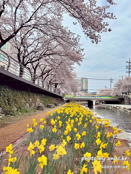 🌸 [울산 가볼만한곳] 분홍빛 설렘이 가득한 궁거랑 벚꽃길, 2026년 봄 산책 명소 실시간 후기
