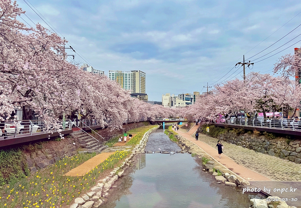 🌸 [울산 가볼만한곳] 분홍빛 설렘이 가득한 궁거랑 벚꽃길, 2026년 봄 산책 명소 실시간 후기
