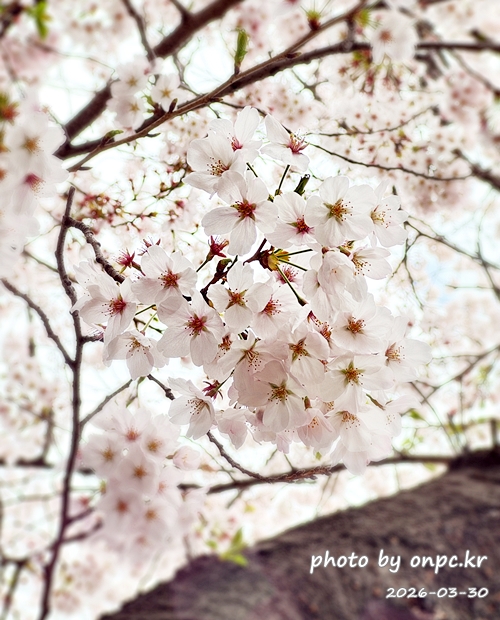 🌸 [울산 가볼만한곳] 분홍빛 설렘이 가득한 궁거랑 벚꽃길, 2026년 봄 산책 명소 실시간 후기