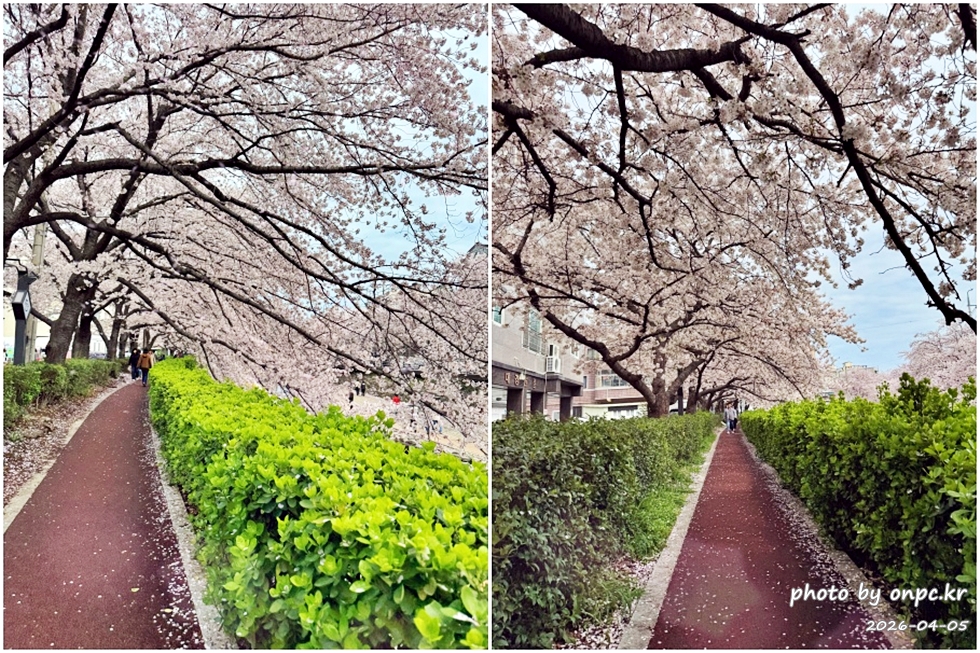 🌸 [울산 가볼만한곳] 분홍빛 설렘이 가득한 궁거랑 벚꽃길, 2026년 봄 산책 명소 실시간 후기
