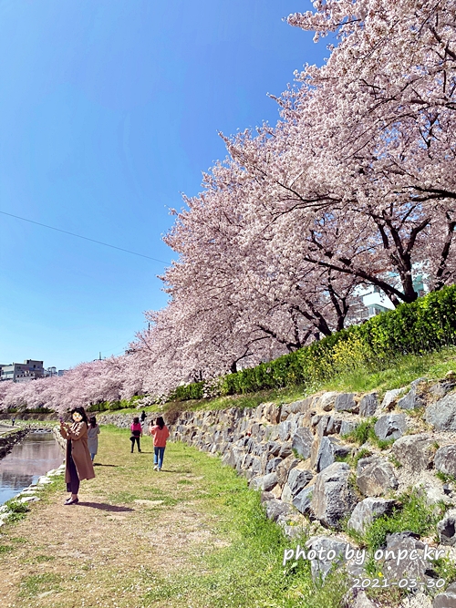 🌸 [울산 가볼만한곳] 분홍빛 설렘이 가득한 궁거랑 벚꽃길, 2026년 봄 산책 명소 실시간 후기