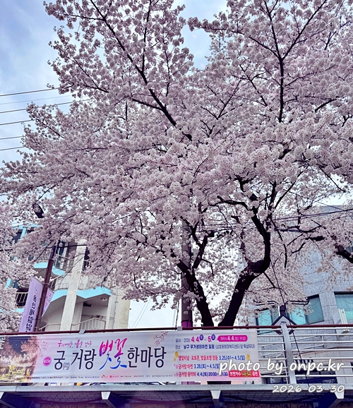 🌸 [울산 가볼만한곳] 분홍빛 설렘이 가득한 궁거랑 벚꽃길, 2026년 봄 산책 명소 실시간 후기