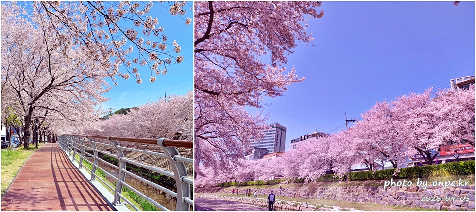 🌸 [울산 가볼만한곳] 분홍빛 설렘이 가득한 궁거랑 벚꽃길, 2026년 봄 산책 명소 실시간 후기