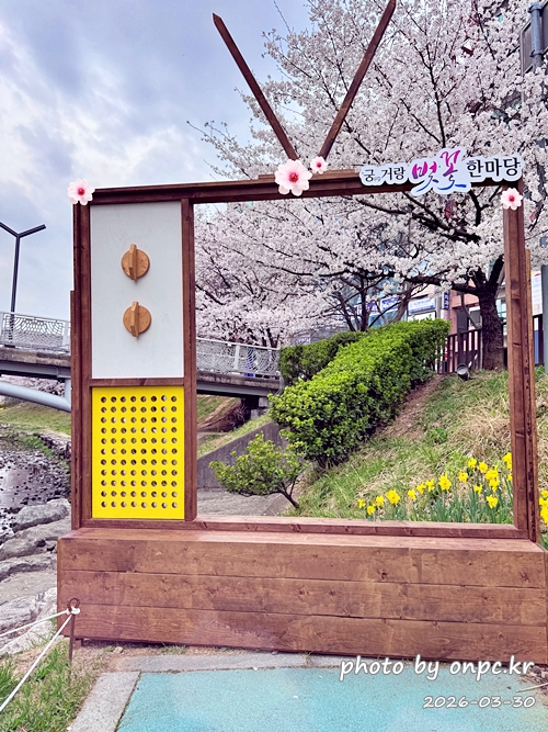 🌸 [울산 가볼만한곳] 분홍빛 설렘이 가득한 궁거랑 벚꽃길, 2026년 봄 산책 명소 실시간 후기