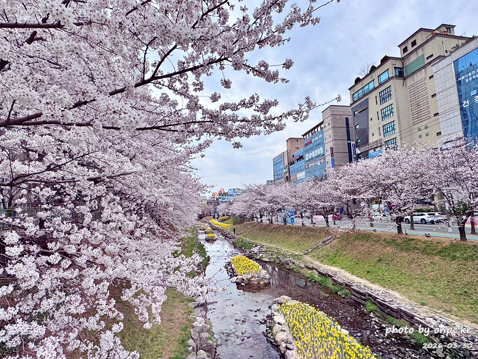 🌸 [울산 가볼만한곳] 분홍빛 설렘이 가득한 궁거랑 벚꽃길, 2026년 봄 산책 명소 실시간 후기