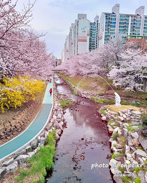 🌸 [울산 가볼만한곳] 분홍빛 설렘이 가득한 궁거랑 벚꽃길, 2026년 봄 산책 명소 실시간 후기