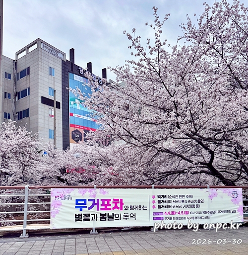 🌸 [울산 가볼만한곳] 분홍빛 설렘이 가득한 궁거랑 벚꽃길, 2026년 봄 산책 명소 실시간 후기