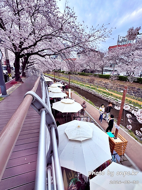 🌸 [울산 가볼만한곳] 분홍빛 설렘이 가득한 궁거랑 벚꽃길, 2026년 봄 산책 명소 실시간 후기