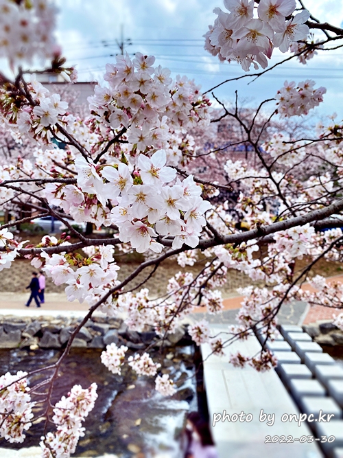 🌸 [울산 가볼만한곳] 분홍빛 설렘이 가득한 궁거랑 벚꽃길, 2026년 봄 산책 명소 실시간 후기