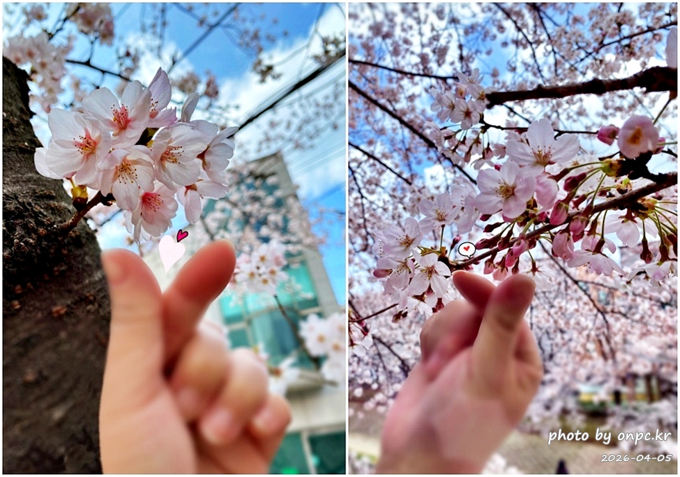 🌸 [울산 가볼만한곳] 분홍빛 설렘이 가득한 궁거랑 벚꽃길, 2026년 봄 산책 명소 실시간 후기