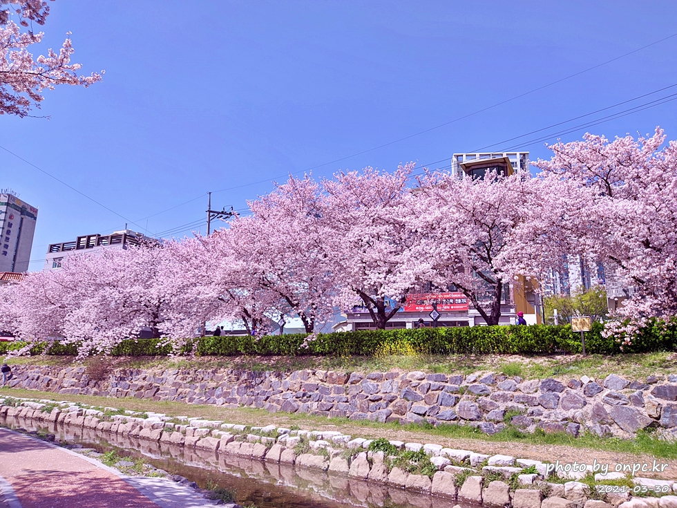 🌸 [울산 가볼만한곳] 분홍빛 설렘이 가득한 궁거랑 벚꽃길, 2026년 봄 산책 명소 실시간 후기