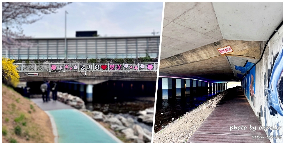 🌸 [울산 가볼만한곳] 분홍빛 설렘이 가득한 궁거랑 벚꽃길, 2026년 봄 산책 명소 실시간 후기