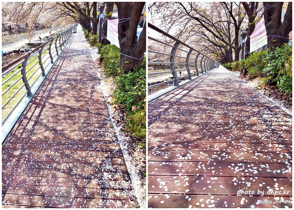 🌸 [울산 가볼만한곳] 분홍빛 설렘이 가득한 궁거랑 벚꽃길, 2026년 봄 산책 명소 실시간 후기