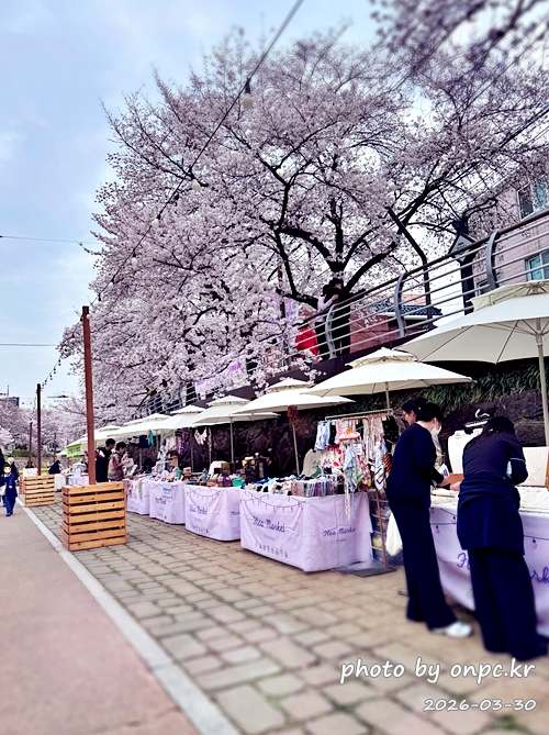 🌸 [울산 가볼만한곳] 분홍빛 설렘이 가득한 궁거랑 벚꽃길, 2026년 봄 산책 명소 실시간 후기